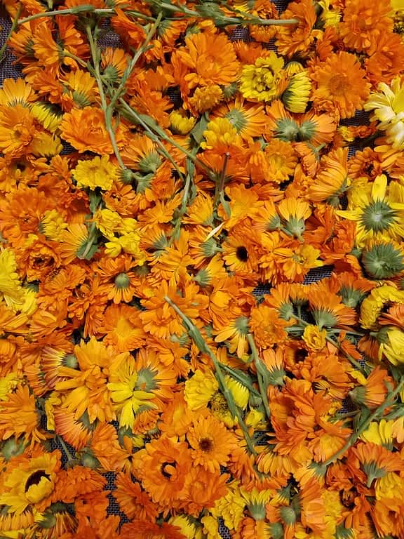 Calendula drying