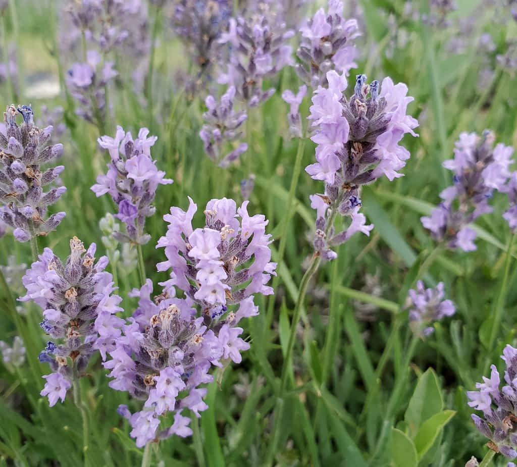 lavender bloom
