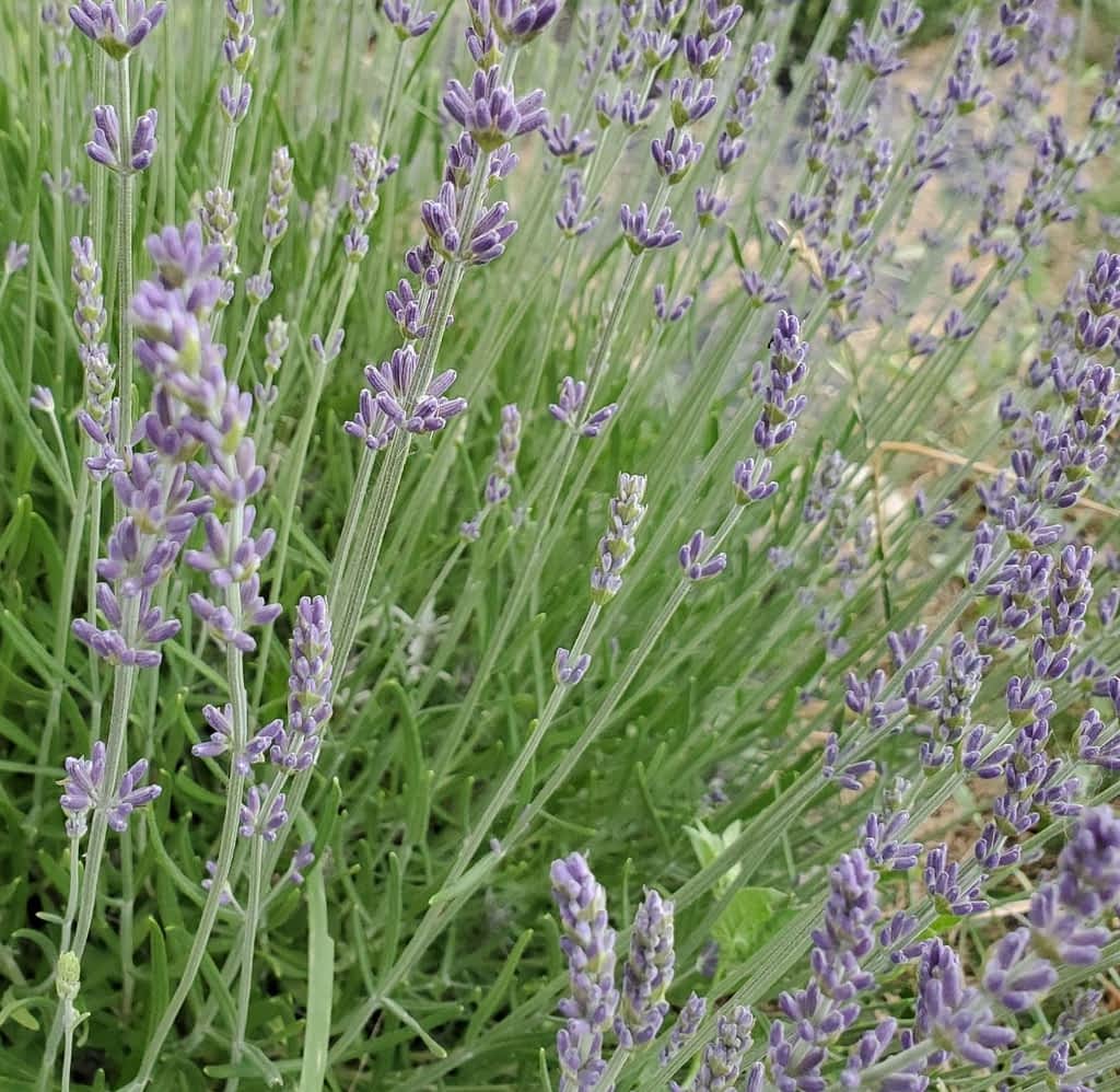 Lavender bud