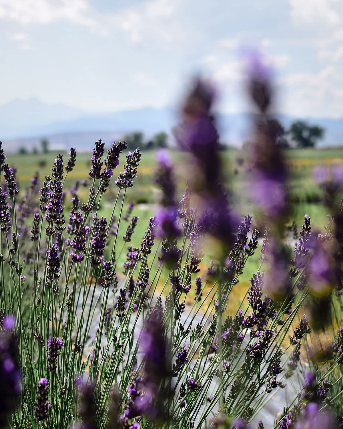 lavender-blur