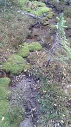 Stream at Milner Pass
