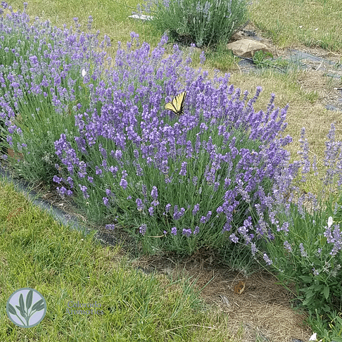 Butterfly on lavender
