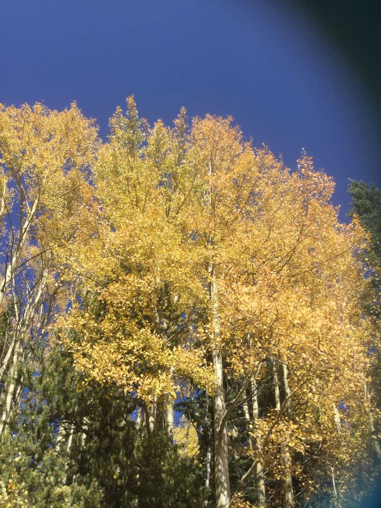 fall colors