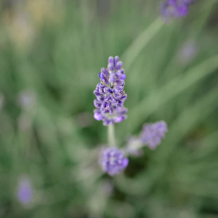 Lavender